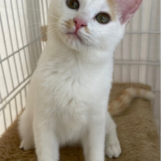 ドリちゃん　白茶♀@約3ヶ月半