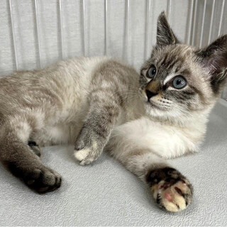 あまねちゃん　シャムミックス♀@約3ヶ月半