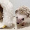 ハリネズミベビー2ヶ月【募集一時停止中】 サムネイル2