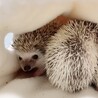 ハリネズミベビー2ヶ月【募集一時停止中】 サムネイル3