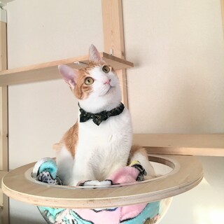 とっても明るい茶白男子❤トキくん