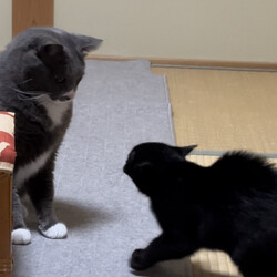 「ビビりはどっち？」サムネイル2