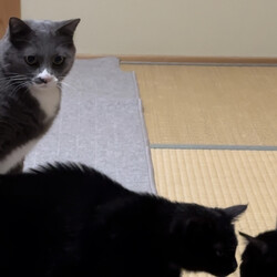 「ビビりはどっち？」サムネイル3