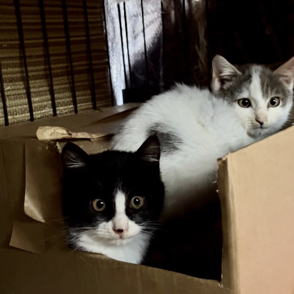 クロッシーのカバー写真