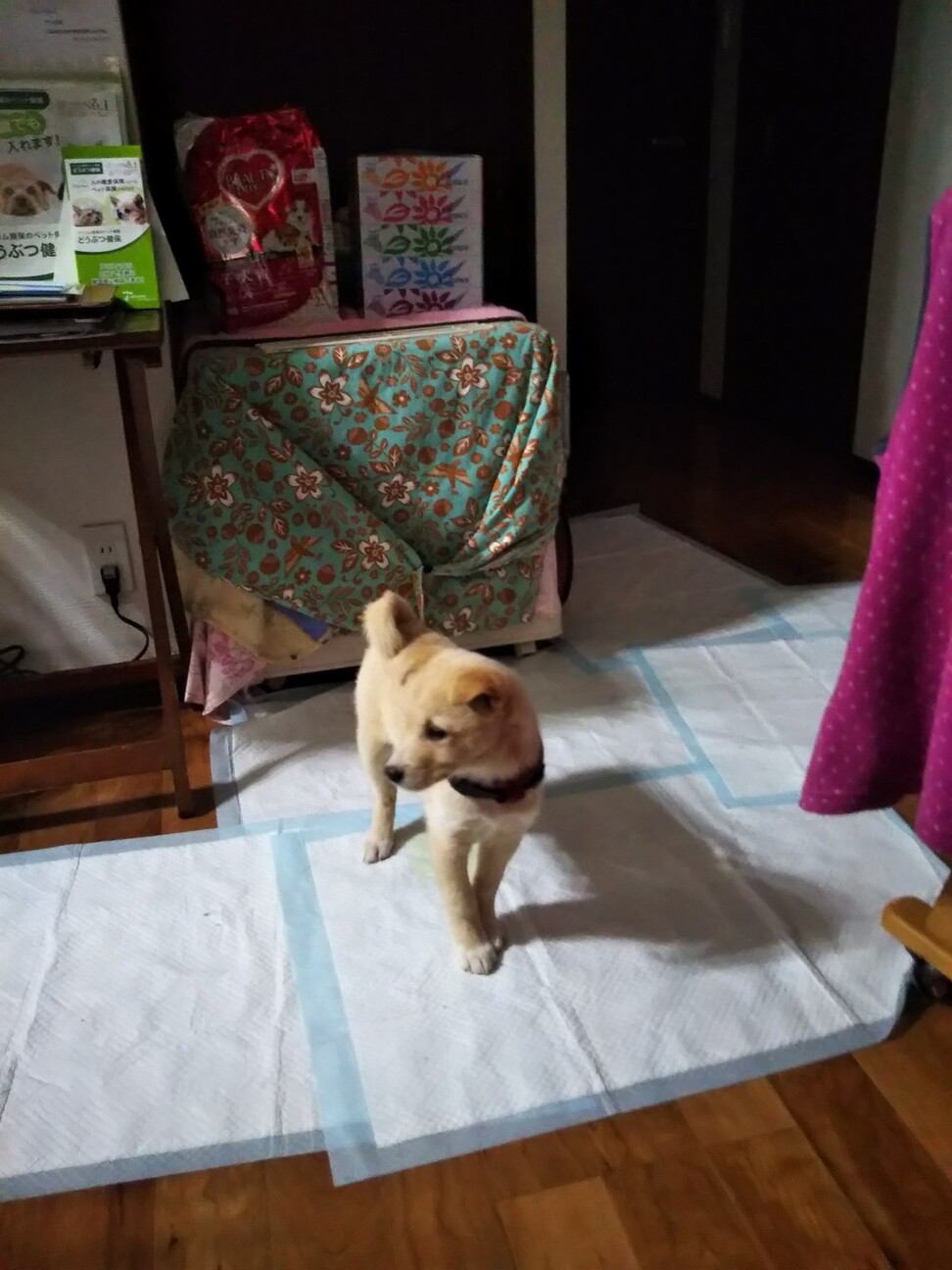 控え目女子、ランランちゃん サムネイル3