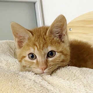 ★里親様決定！★元気なやんちゃくん❤とら吉