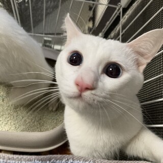 白猫長毛　男の子　2歳