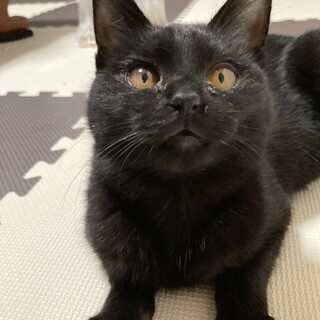 黒猫　女の子　6ヶ月