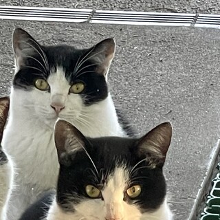 野良猫の里親募集