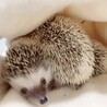 ハリネズミベビー2ヶ月【募集一時停止中】 サムネイル4