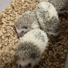 朝晩のごはん楽しみで並ぶベビたち