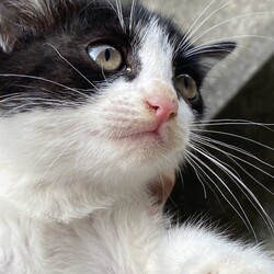 「黒猫シスターズのお姉さんたち」サムネイル3