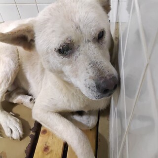 処分対象です。収容期限12/26朝迄