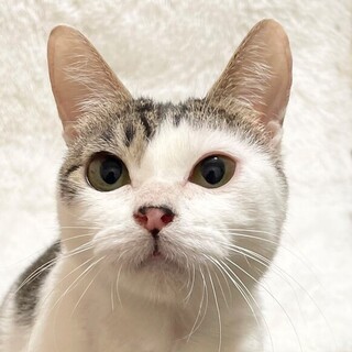 無問題なにゃんこ♪3歳☆うたちゃん