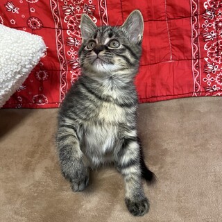 個性的でマイペースな女の子、少し長毛キジのサラミ