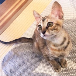 in瀬戸市☆子猫がいる臨時譲渡会2022年12月24日（土）～ 非営利団体「ちーむ にゃいんず」