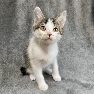 びっくり顔が可愛い小さなキジシロのトマトちゃん