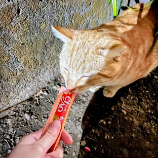 【動画あり】茶虎4歳。家族、大募集中！