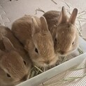 ふわもこうさぎ3兄妹[決まりました]