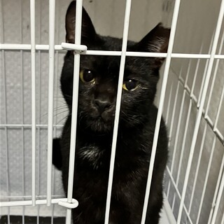 1月21日の花ねこ譲渡会でご応募頂きました♡