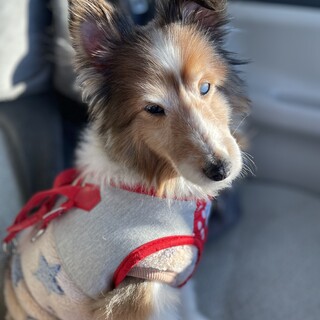 小さなシェルティビビちゃん