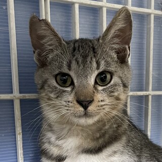 シルバーシマシマ　ぐるぐる君