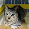 シルバーシマシマ　ぐるぐる君 サムネイル2