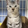 シルバーシマシマ　ぐるぐる君 サムネイル3
