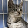 シルバーシマシマ　ぐるぐる君 サムネイル4