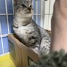 シルバーシマシマ　ぐるぐる君 サムネイル6