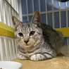 シルバーシマシマ　ぐるぐる君 サムネイル7