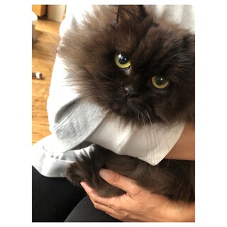 長毛の黒猫チョコちゃん