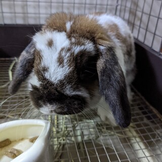 ホーランドロップ血統書あり