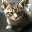 仔猫の里親さん募集