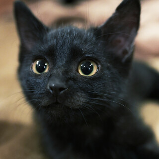 暇さえあればお膝の上に♡超！甘えん坊