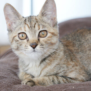 人がスキスキ♡だいすき♡甘えん坊