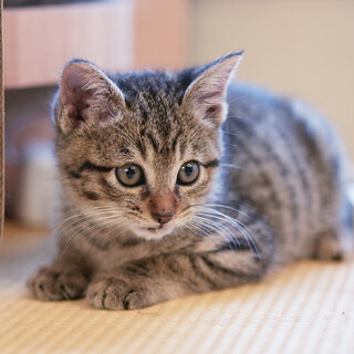 コロコロ♡ふわふわ♡なんて可愛いの