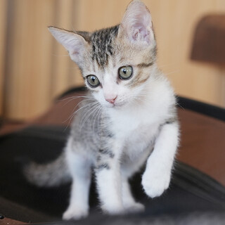 わざわざ人の体の上で遊びます♡ずっと一緒