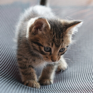 人が好きすぎて、スキスキ攻撃してきます♡