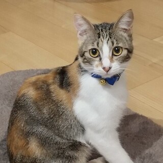とても変わった三毛柄の懐っこい子　ことちゃん♡