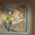 インコ4羽