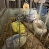 インコ4羽 サムネイル2