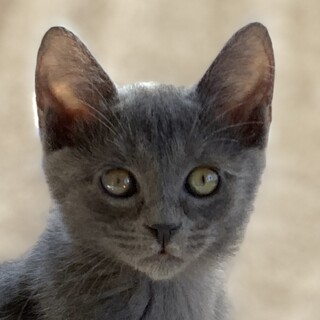 12/25　譲渡会参加予定☆エルメスちゃん