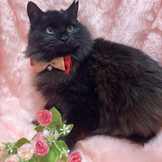 まるでぬいぐるみ♪ふわふわ長毛の子猫