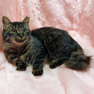 呼ぶとお返事♪ふわふわ長毛子猫　６ヶ月