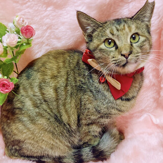 控えめで大人しい、大和撫子『マロン』