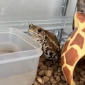 イエアメガエル