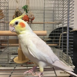 「オカメインコの里親になった方」サムネイル1