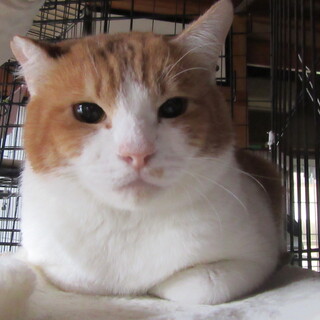 【決定！】つぶらな瞳のチャーシー君　3才位