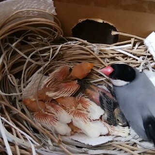 文鳥雛里親募集